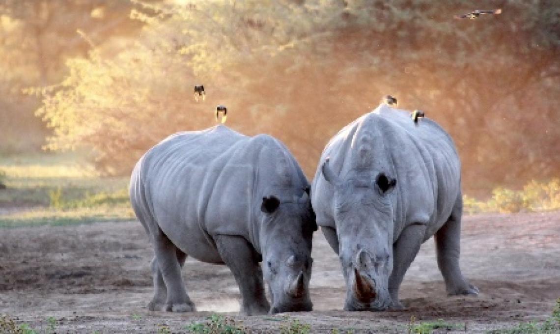 Natural Resources and Wildlife | SADC Natural Resources and Wildlife | SADC