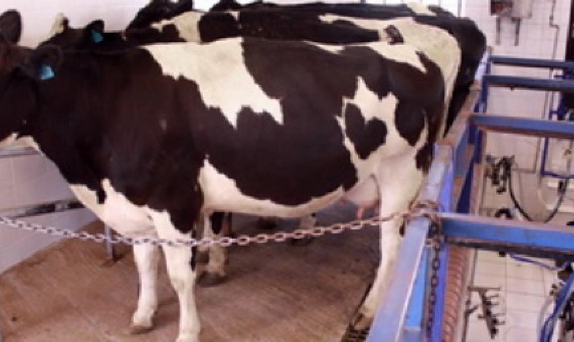 Livestock Production | SADC Livestock Production | SADC